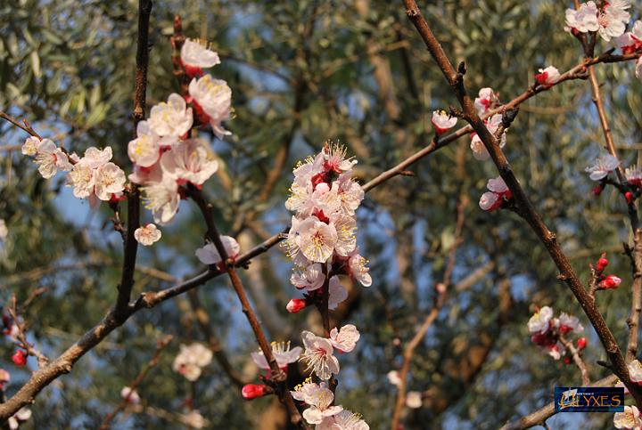 fiori di pesco.JPG